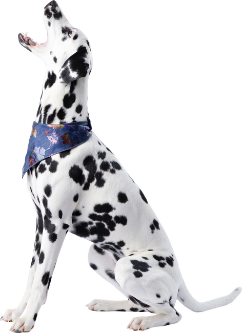 Dalmata