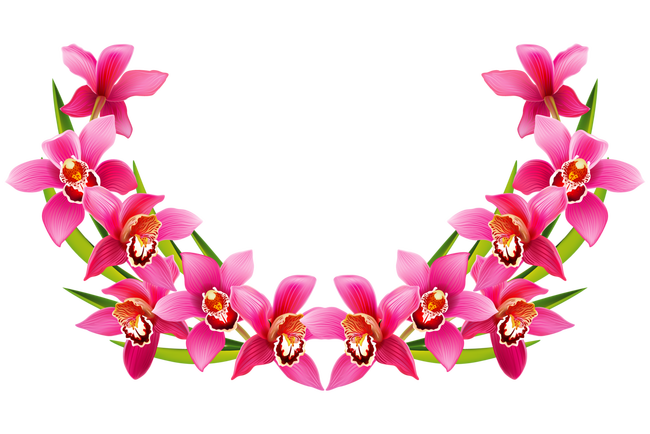 Orchidea